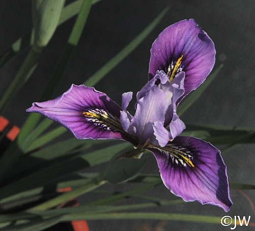Iris  macrosiphon 'Mount Madonna' long tube Iris