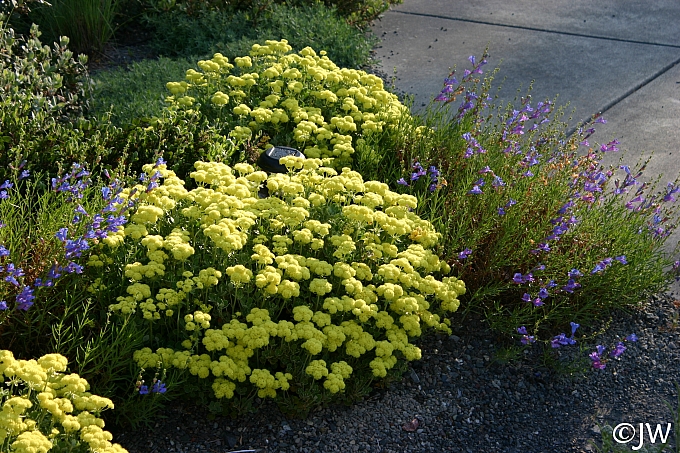 Eriogonum umbellatum var. polyanthum 'Shasta Sulphur' sulphur flower buckwheat