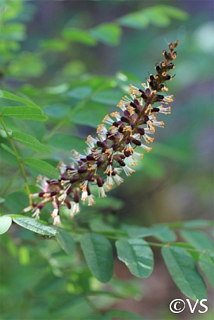 Amorpha californica var. napensis  false indigo