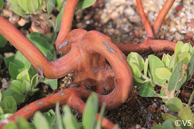 Arctostaphylos glandulosa f. repens 'Mount Vision' Eastwood manzanita