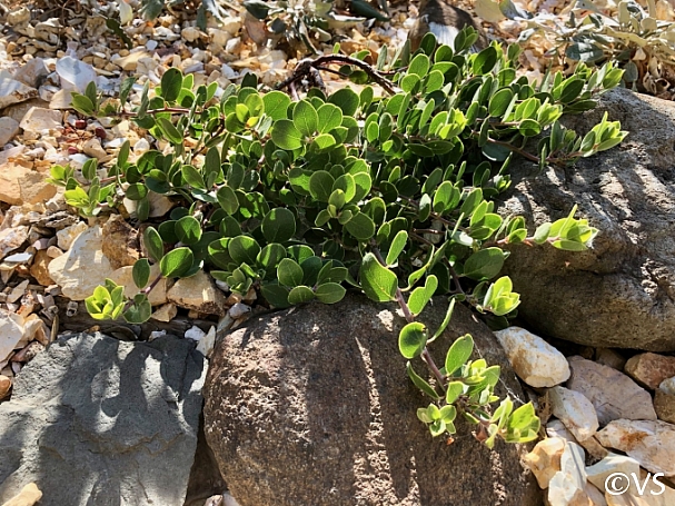 Arctostaphylos montana ssp. ravenii  Presidio manzanita