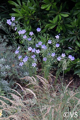 Linum lewisii  Western blue flax