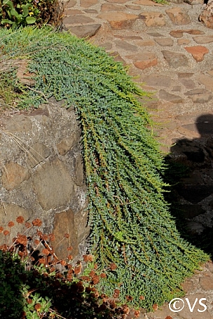 Juniperus communis 'Point Saint George' dwarf juniper