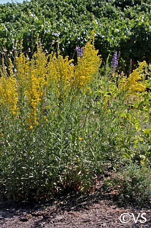 Solidago californica  western goldenrod