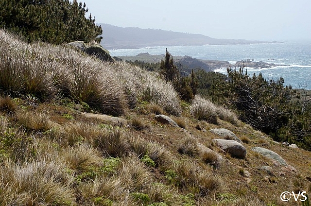 Calamagrostis nutkaensis  Pacific reed grass