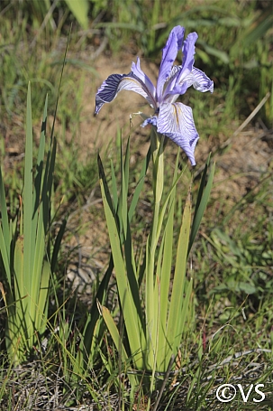 Iris longipetala  iris