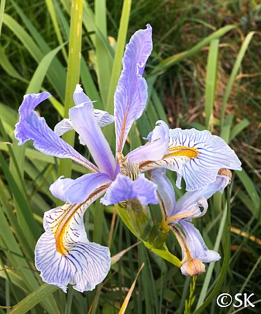 Iris longipetala  iris