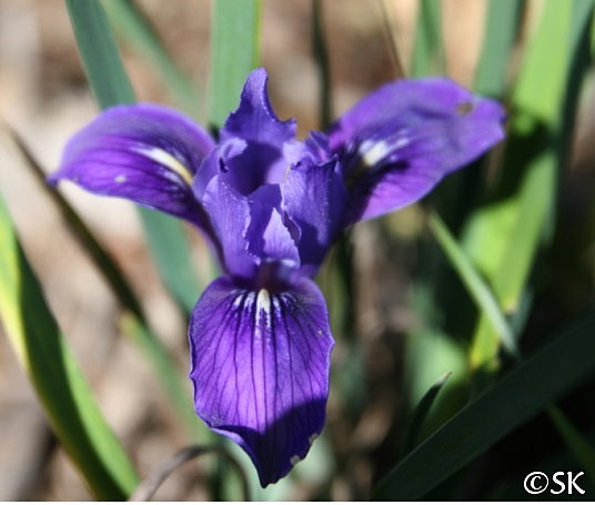Iris macrosiphon  long tube iris
