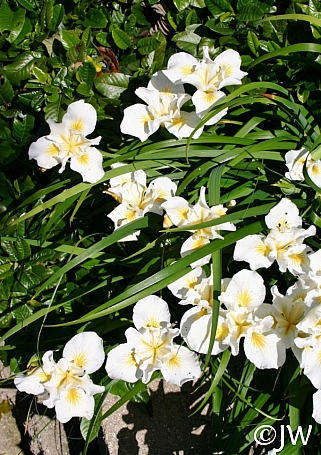 Iris douglasiana 'Canyon Snow' white Douglas iris