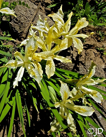 Iris chrysophylla  slender-tubed iris