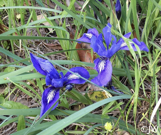 Iris macrosiphon  long tube iris