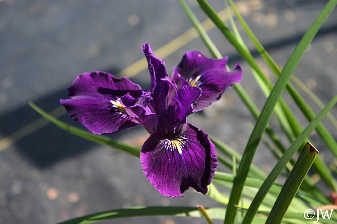 Iris Pacific Coast hybrid 'Violeta' Pacific Coast hybrid iris