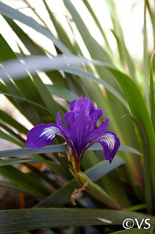 Iris douglasiana 'Pt. Reyes' iris