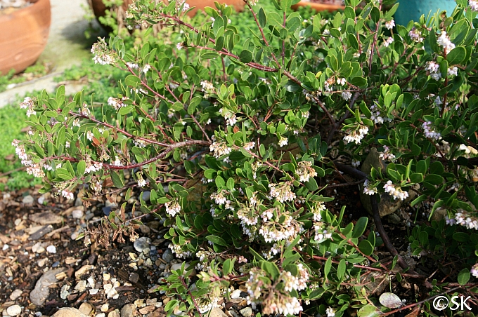 Arctostaphylos densiflora 'James West' Vine Hill manzanita