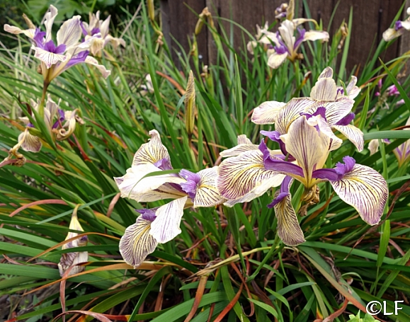 Iris Pacific Coast hybrid 'Sebastopol' Pacific Coast hybrid iris