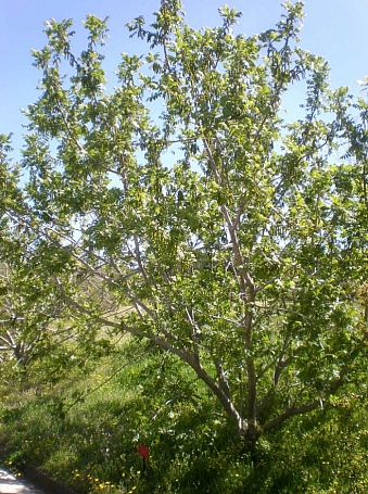 Juglans hindsii  California black walnut