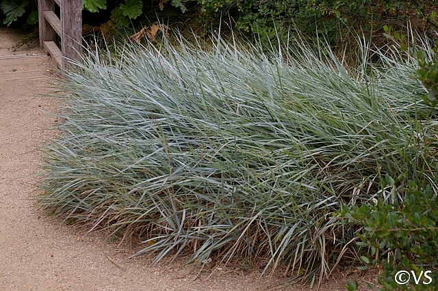 Elymus (Leymus) condensatus 'Canyon Prince' giant ryegrass