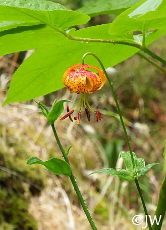 Lilium pardalinum  leopard lily