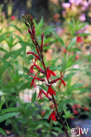 Lobelia cardinalis  cardinal flower