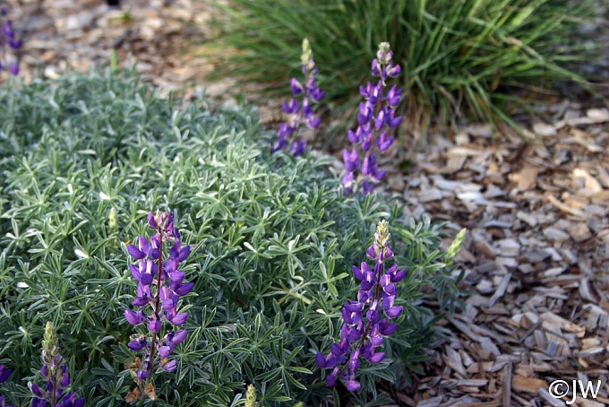 Lupinus albifrons var. collinus  prostrate silver lupine
