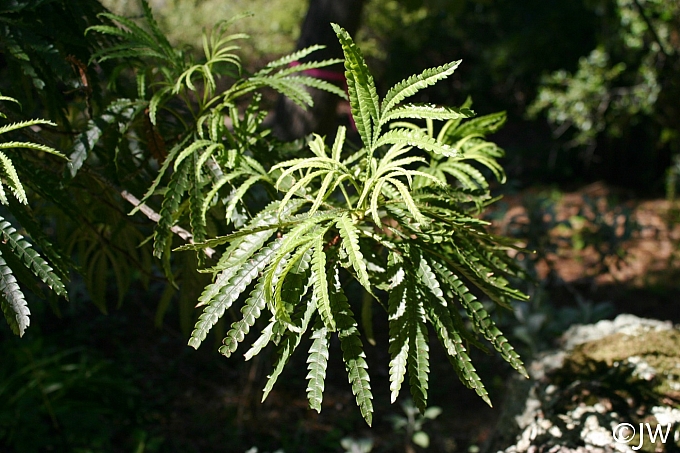 Lyonothamnus floribundus ssp. aspleniifolius  Santa Cruz Island ironwood