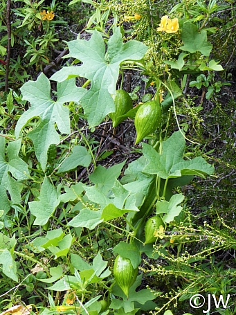 Marah oregana  coast man-root, wild cucumber
