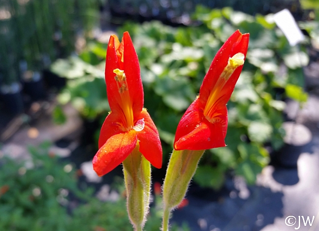 Mimulus cardinalis  scarlet monkeyflower