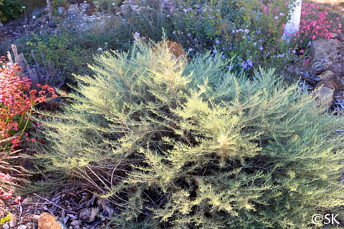 Artemisia californica 'Montara' California sagebrush