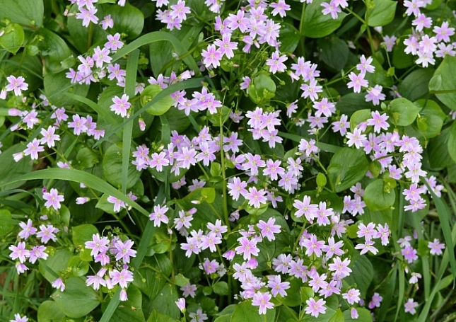 Claytonia sibirica  candy stripe, Indian lettuce