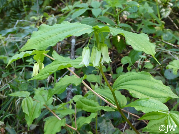 Prosartes (Disporum) smithii  largeflower fairybells