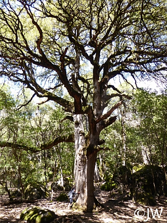 Quercus chrysolepis  canyon live oak