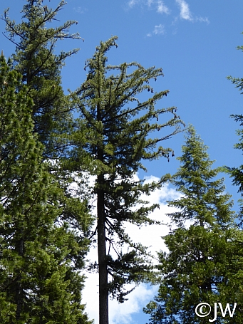 Pinus lambertiana  sugar pine