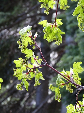 Acer glabrum  Sierra maple