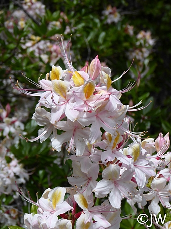 Rhododendron occidentale  western azalea