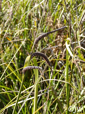 Carex obnupta  slough sedge