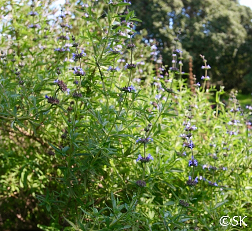 Salvia brandegeei 'Pacific Blue' Brandegee sage
