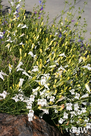 Penstemon heterophyllus 'GMR White' white foothill penstemon