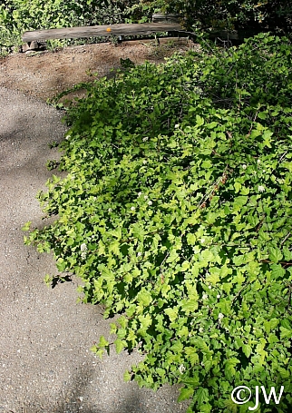 Physocarpus capitatus 'Tilden Park' prostrate western ninebark