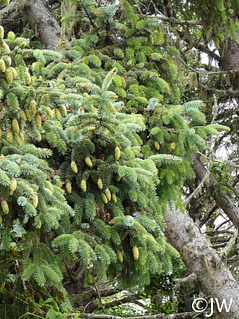 Picea sitchensis  Sitka spruce