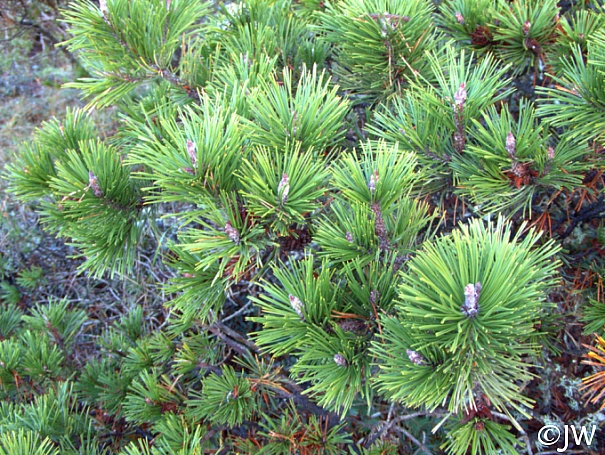 Pinus contorta ssp. contorta  shore pine