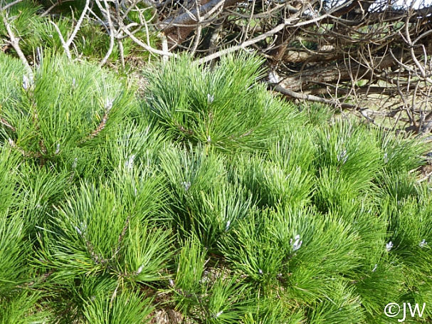 Pinus muricata  Bishop pine