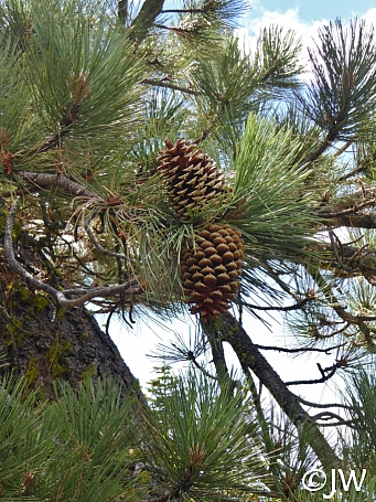 Pinus jeffreyi  Jeffrey pine