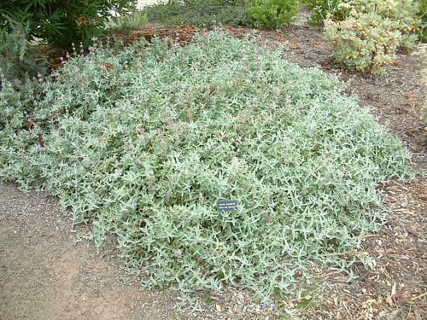 Salvia leucophylla 'Point Sal' purple sage