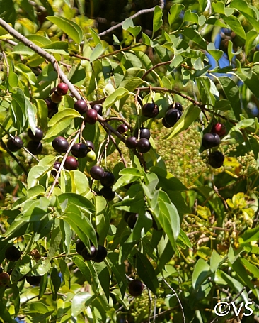 Prunus ilicifolia ssp. lyonii  Catalina cherry