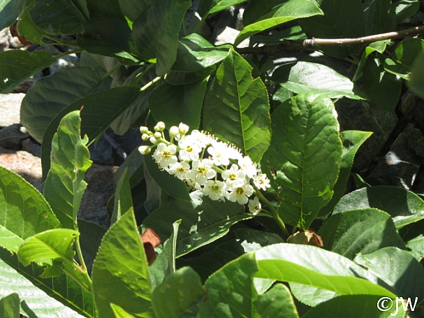 Prunus virginiana v. demissa  chokecherry
