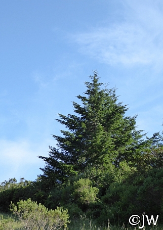 Pseudotsuga menziesii  Douglas fir