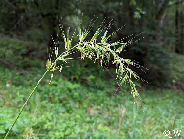 Elymus californicus  California bottlebrush grass