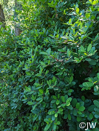 Rhamnus (Frangula) californica 'Olema' California coffeeberry