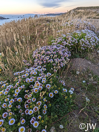 Erigeron glaucus  seaside daisy