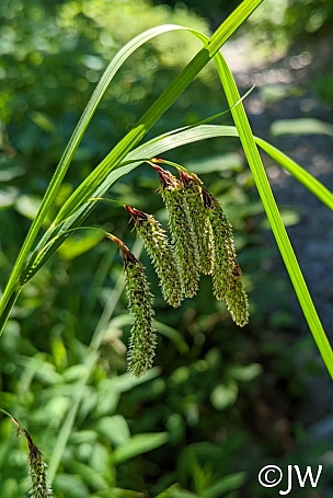 Carex mertensii  Mertens' sedge
